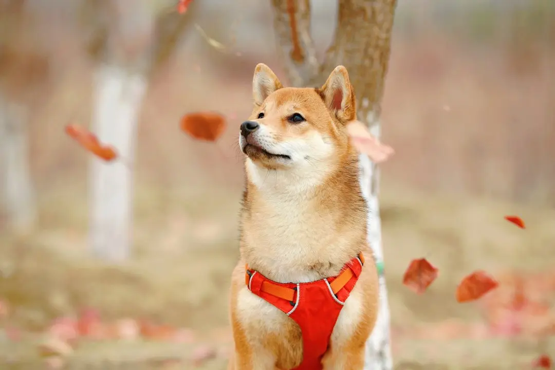 Shiba Inu a sărit cu 351% în doar opt ore — ce s-a întâmplat?